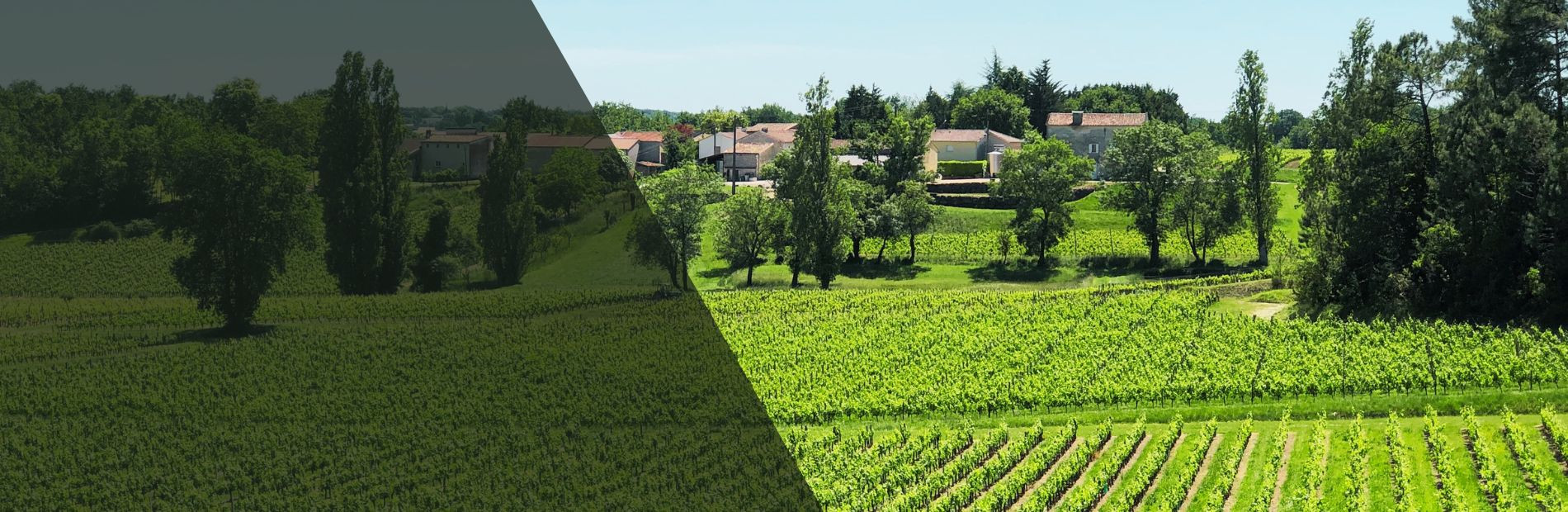 Découvrez l'appellation Puisseguin Saint-Emilion